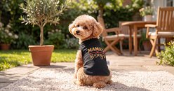 CuteBone Mama's Boy Dog T-Shirt, Black, Small slide 2 of 7