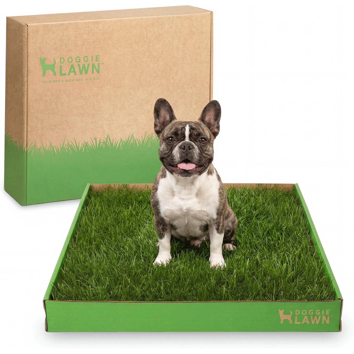 DoggieLawn Large Natural Real Grass Dog Pee Pad, 24-in x 24-in