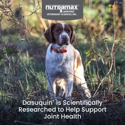 Nutramax Dasuquin Hip & Joint Soft Chews Joint Supplement for Small & Medium Dogs, 84 count slide 2 of 9