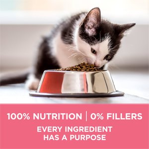 Purina ONE +Plus Healthy Kitten Muscle Vision & Brain Development Natural Dry Cat Food, 16-lb bag
