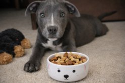 Signature Housewares 3D Ceramic Dog Bowl, Small: 6-in slide 2 of 6