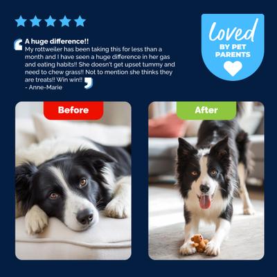 Show full view: Vetnique Labs Glandex Daily Probiotics & Digestive Health Prebiotics Bacon Flavor Soft Chew Aid Supplement for Dogs, 30 count slide 10 of 10