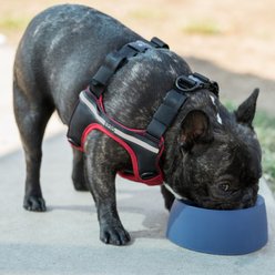 Sleepypod Yummy Travel Silicone Dog Bowl, Blueberry, Medium slide 2 of 4