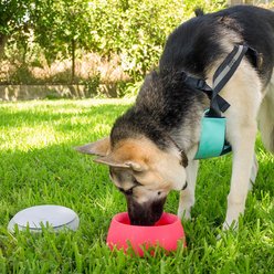 Sleepypod Yummy Travel Silicone Dog Bowl, Very Berry, Medium slide 2 of 4