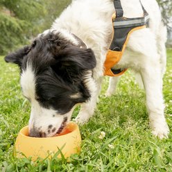 Sleepypod Yummy Travel Silicone Dog Bowl, Mango Tango, Medium slide 2 of 4