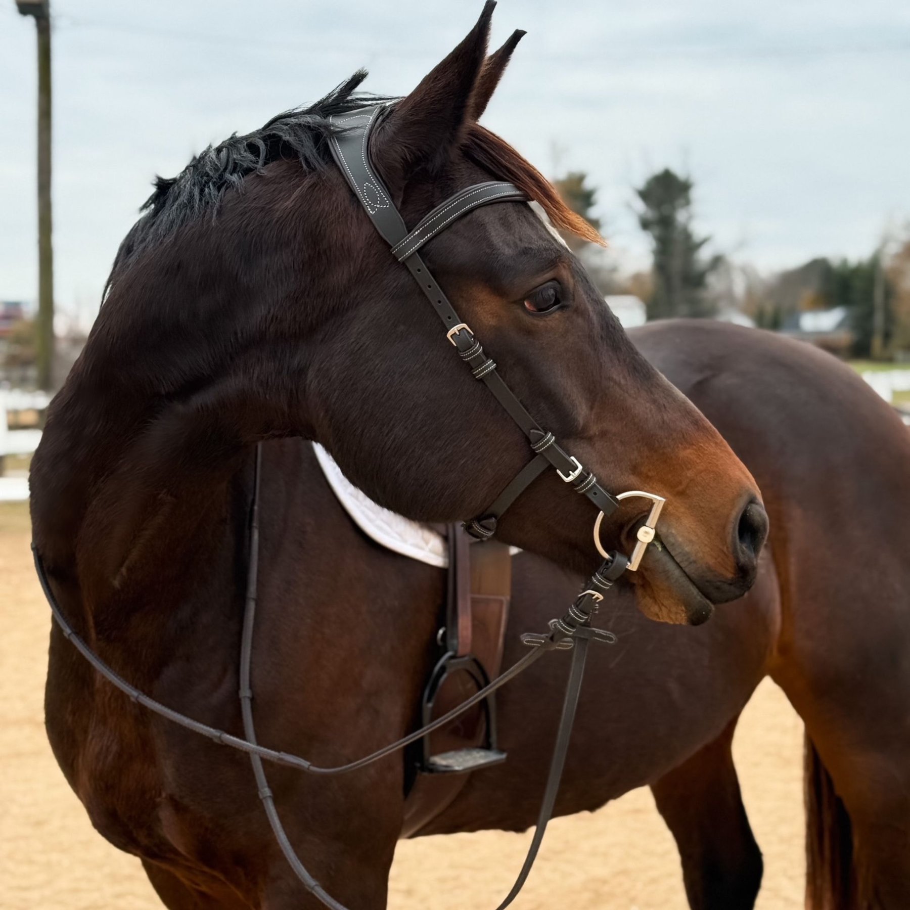 Millbrook Freedom Horse Bridle, Brown, Pony