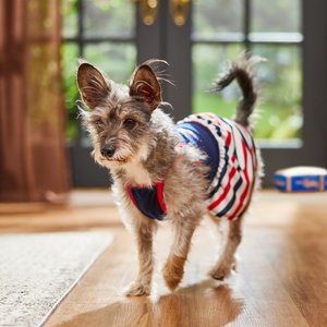 Frisco American Cutie Dog & Cat Sundress, Navy, Small