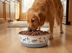 Spike & Stella Bonded Fusion Assorted Dogs Dog Bowls, Small: 2-cup slide 2 of 2