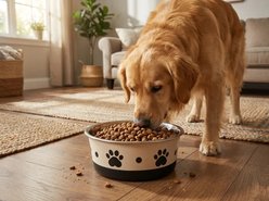 Spike & Stella Bonded Fusion Paw Print Dots Dog Bowls, Small: 2-cup slide 2 of 2