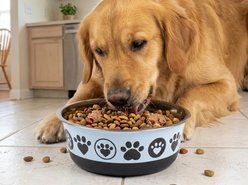 Spike & Stella Bonded Fusion Paw Hearts Dog Bowls, Small: 2-cup slide 2 of 2