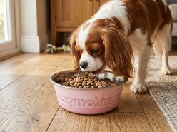 Spike & Stella Bonded Fusion Dog Faces Dog Bowls, Large: 6-cup slide 2 of 2