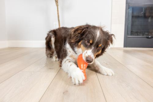 Show full view: Chuckit! Bonze Crunch Turkey Drumstick Crinkle Dog Chew Toy, Orange, Medium slide 3 of 4
