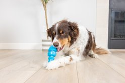 Chuckit! Bonze Salmon Crinkle Dog Chew Toy, Blue, Medium slide 2 of 4