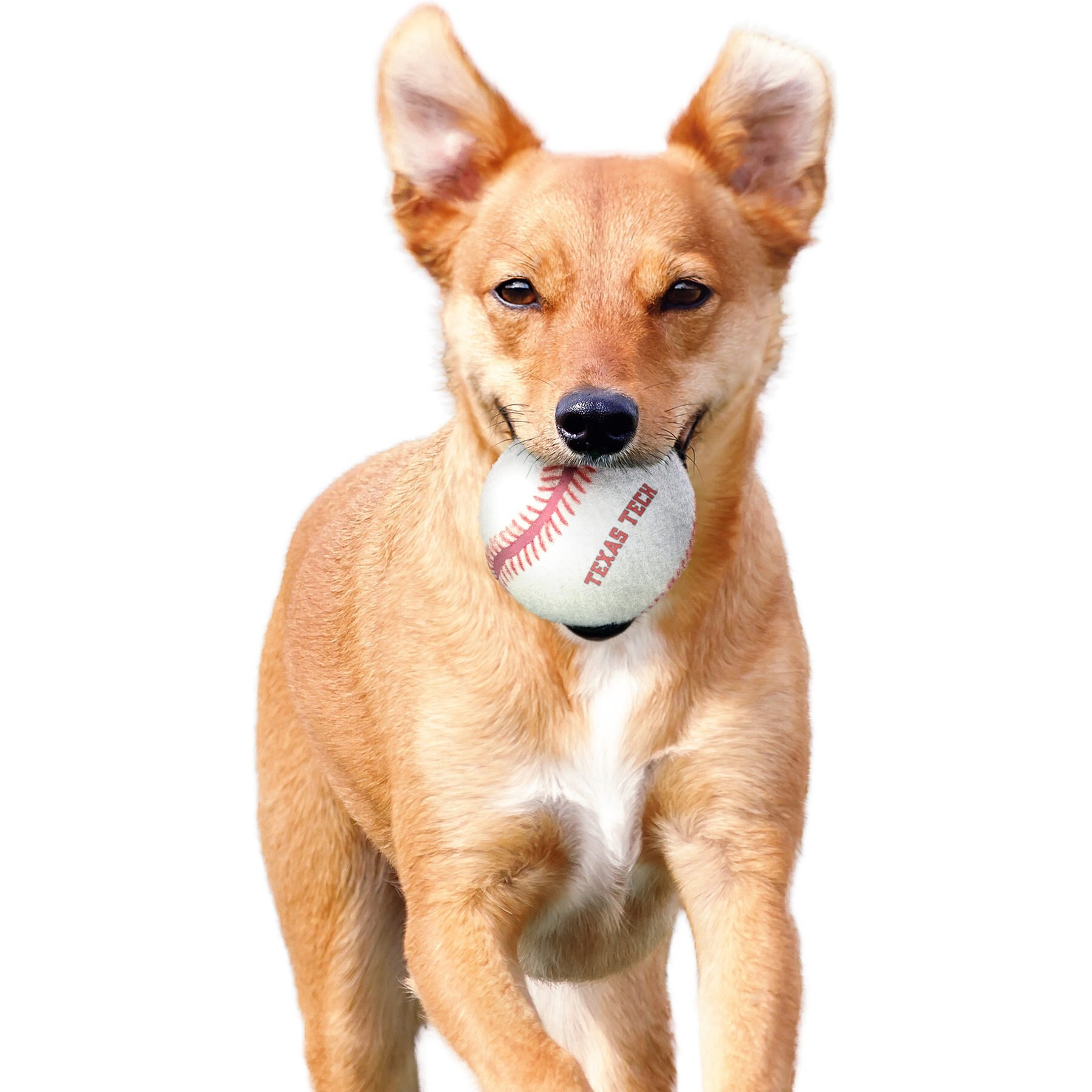 Littlearth NCAA Tough Chewer Baseball Dog Toy, Texas Tech Red Raiders