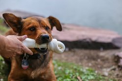 Top Dog Chews Knotted Rawhide Dog Bones, 8-10 inch, 3 count slide 2 of 5