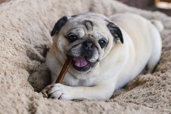 Top Dog Chews Premium 6" Bully Stick Dog Treats, 25 count slide 2 of 9