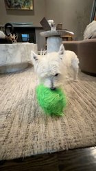 DogGoods Do Good FuzzyBallz Outdoor Plush Dog Toy, Green slide 2 of 9