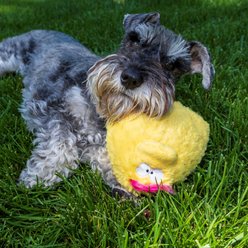 DogGoods Do Good Quacker Jack Outdoor Plush Dog Toy, Yellow slide 2 of 9