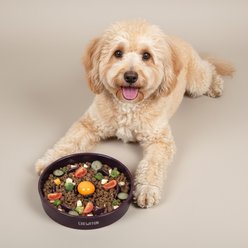CHEWFFON Anti-Gulping Slow Feeder Nonslip Elevated Ceramic Dog Bowl, Dark Purple, Medium: 2-cup slide 2 of 8