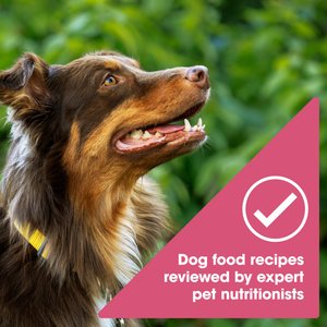 Nature's Recipe Grain-Free Salmon, Sweet Potato & Pumpkin Recipe Dry Dog Food, 24-lb bag