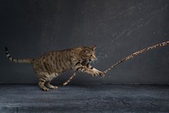 Cat Dancer Jungle Chaser Cat Toy, 6 count slide 2 of 5
