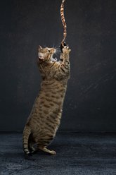 Cat Dancer Cat Charmer Jungle Edition Cat Toy slide 2 of 5