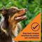 Show in main carousel: Nature's Recipe Grain-Free Chicken, Sweet Potato & Pumpkin Recipe Dry Dog Food, 24-lb bag slide 6 of 13
