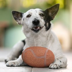 Littlearth NCAA Tough Chewer Football Dog Toy, Texas Tech Red Raiders slide 2 of 4