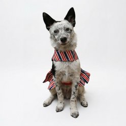 Doggie Design Patriotic Dog Dress, Red, Medium slide 2 of 6