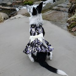 Doggie Design Twilight Dog Dress, Black, X-Large slide 2 of 5