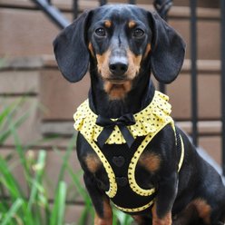 Doggie Design American River Choke Free Polka Dot Collection Dog Harness, Yellow & Black, XX-Small: 9 to 11-in chest slide 2 of 6