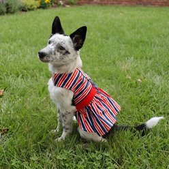 Doggie Design Patriotic Dog Dress, Red, X-Small slide 2 of 6