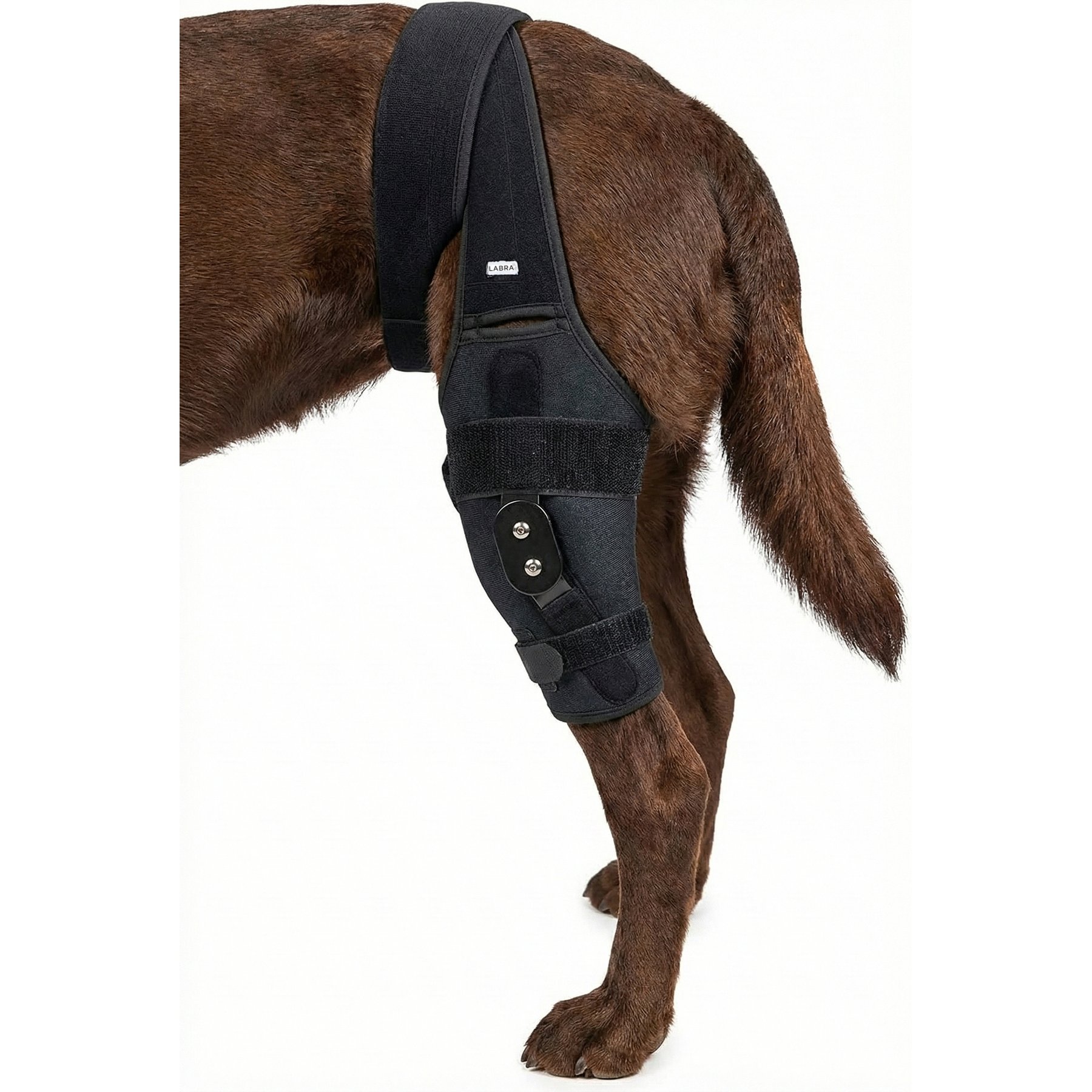 Labra ACL MCL Patella Injuries for Rear Left Knee Brace Dog Recovery Apparel, X-Large