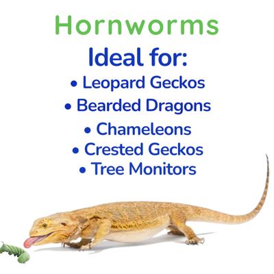 Show full view: Feeder Insects Live Hornworm Reptile Food, 25 count slide 4 of 5