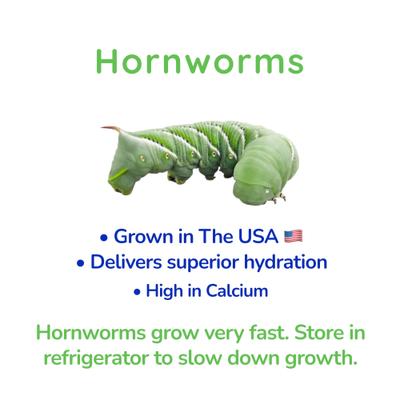 Show full view: Feeder Insects Live Hornworm Reptile Food, 25 count slide 3 of 5