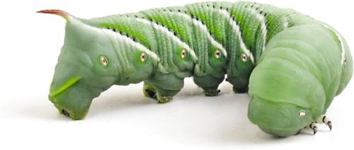 Show full view: Feeder Insects Live Hornworm Reptile Food, 25 count slide 2 of 5