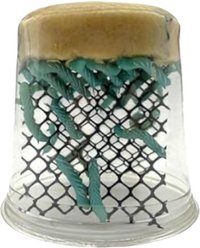 Feeder Insects Live Hornworm Reptile Food, 25 count
