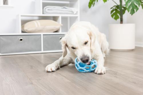 Show full view: Chuckit! Hol-EE Roller Exercise Ball Dog Toy, Blue, Large slide 4 of 4