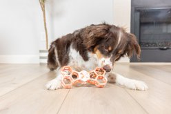 Chuckit! Hol-EE Exercise Chew Bone Dog Toy, Orange, Large slide 2 of 4