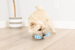 Chuckit! Hol-EE Exercise Chew Bone Dog Toy, Blue, Small slide 2 of 3