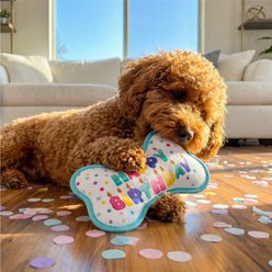 Outward Hound Extra Durable Skinz Birthday Bone Squeaker Tough Chew Plush Dog Toy, Blue, 9-in slide 2 of 7