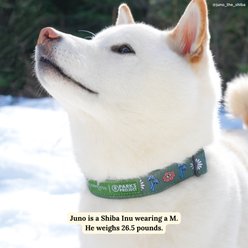 Lucy & Co. Power to the Parks Adjustable Dog Collar, Large: 16 to 26-in neck, 1.5-in wide slide 2 of 7