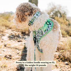 Lucy & Co. Feel the Earth Breathe Adjustable Dog Collar, Small: 8 to 14-in neck, 1/2-in wide slide 2 of 9