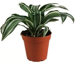 Josh's Frogs Day Gecko Vivarium Plant Kit, 18 x 18 x 24-in, 29-gal, 4 count slide 2 of 9