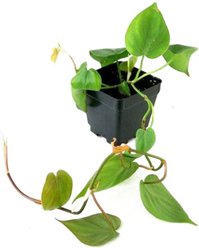 Josh's Frogs Crested Gecko Vivarium Plant Kit, 18 x 18 x 25-in, 4 count slide 2 of 9