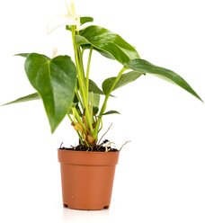 Josh's Frogs Tree Frog Vivarium Plant Kit, 18 x 18 x 24-in, 2 count slide 2 of 9