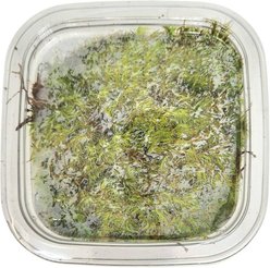 Josh's Frogs Live Moss Assorted Species Reptile Live Plant, Medium slide 2 of 7