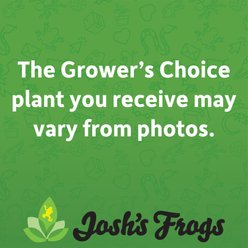 Josh's Frogs Live Moss Assorted Species Reptile Live Plant, Small slide 2 of 7