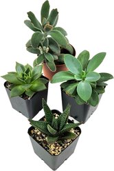 Josh's Frogs Grower's Choice Succulent Reptile Live Plant