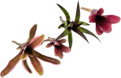 Josh's Frogs Grower's Choice Neoregelia Bromeliad Reptile Live Plant